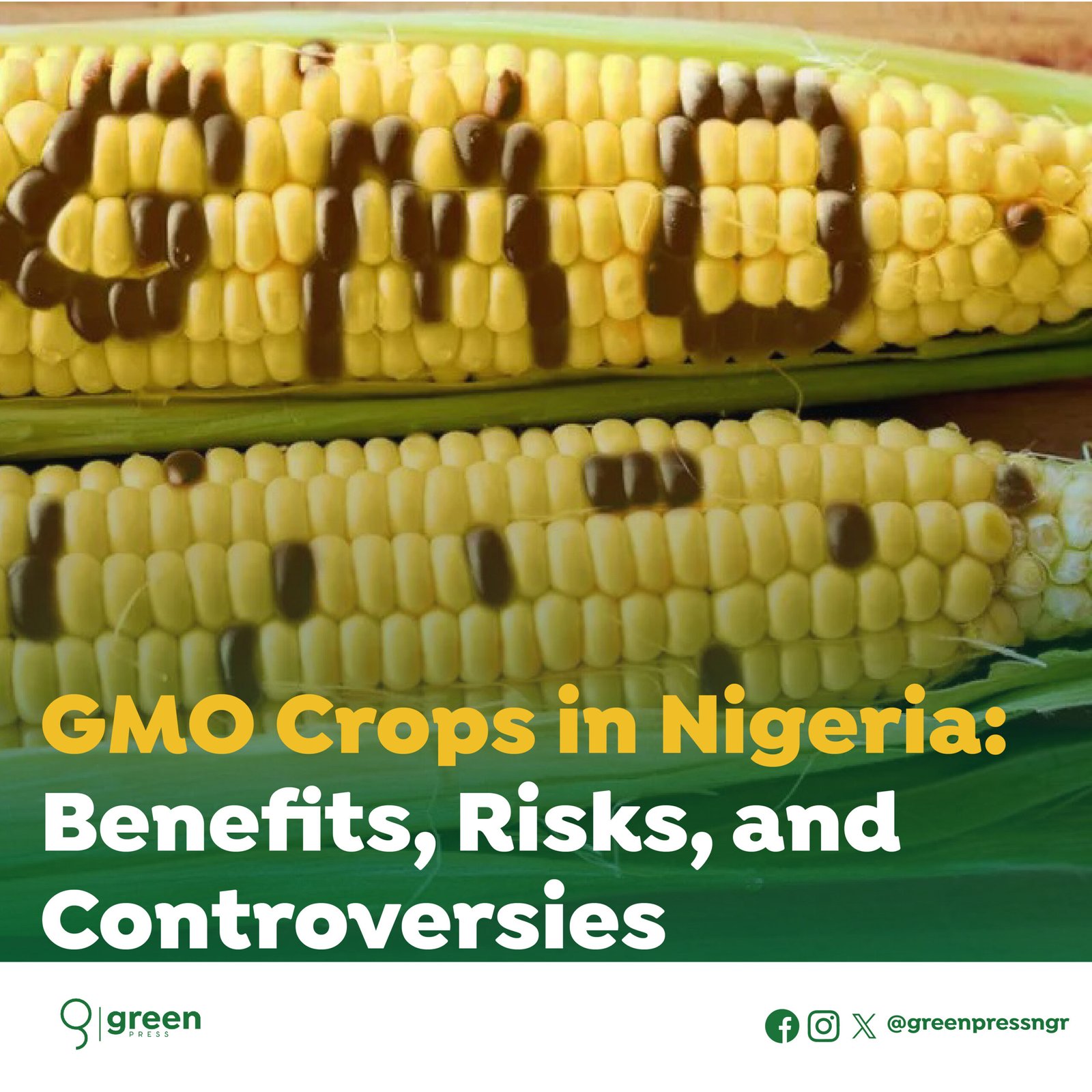 GMO Crops in Nigeria: Benefits, Risks, and Controversies